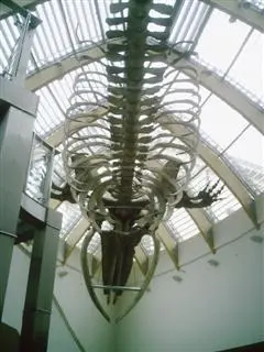 Ausufernde Vielfalt: Das Naturhistorische Museum in Budapest