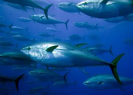 Aus Kroatien wird von einem sensationellen Durchbruch bei der Thunfischzucht berichtet