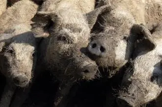 Fette Tage in Budapest: Mangalica Festival und "Verfressener Donnerstag"