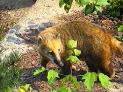 Ein Budapester Nasenbär als neues Fußball-Orakel