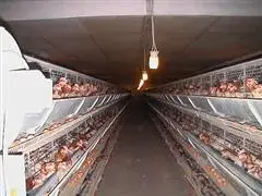 Europaweites Verbot von Käfighaltung wird ignoriert