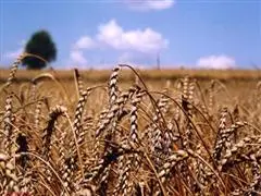 Erzeugerpreise in der ungarischen Landwirtschaft steigen weiter