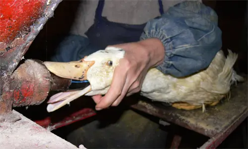 Ungarn streitet mit Tierschützern und adelt Gänsestopfmast zum "Hungaricum"