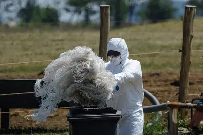 Milzbrand-Alarm in Ungarn: Infiziertes Fleisch in Kinderferienlager entdeckt, fünf Menschen im Krankenhaus