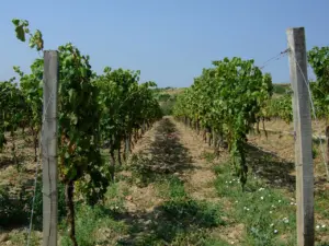 Tokajer Weinberg mit reifenden Trauben. (Wikipedia)