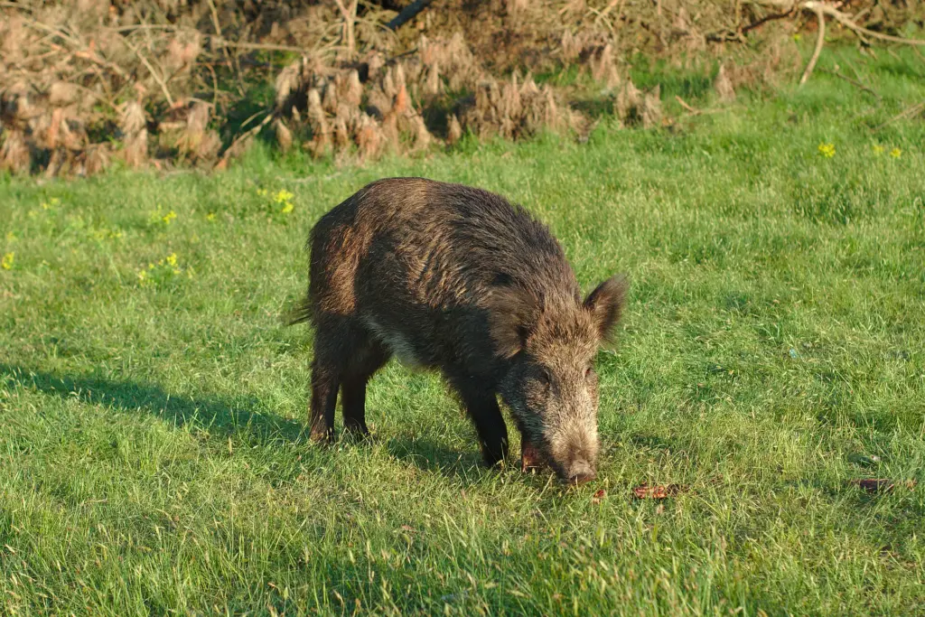 Afrikanische Schweinepest breitet sich in Italien aus - Toskana stark betroffen