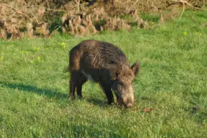 Afrikanische Schweinepest breitet sich in Italien aus - Toskana stark betroffen
