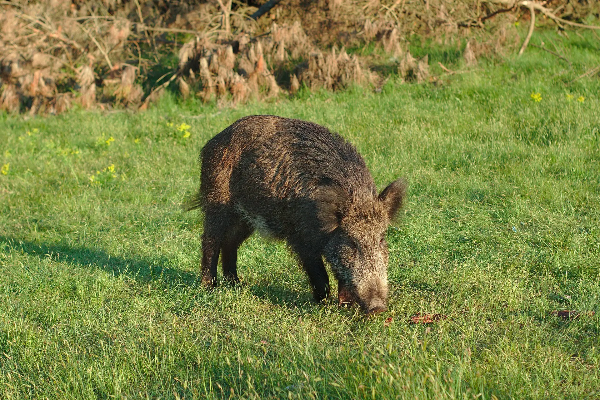 Afrikanische Schweinepest breitet sich in Italien aus - Toskana stark betroffen