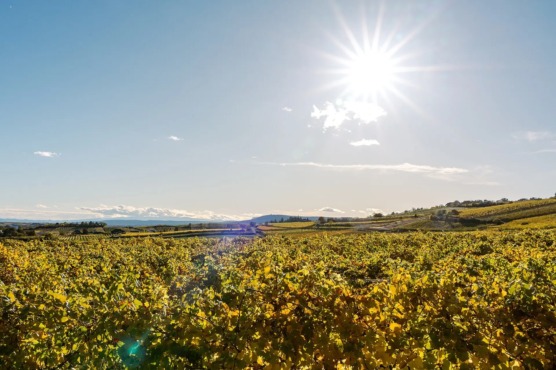 Dürre reduziert Weinernte in Österreich drastisch - Winzer in Sorge