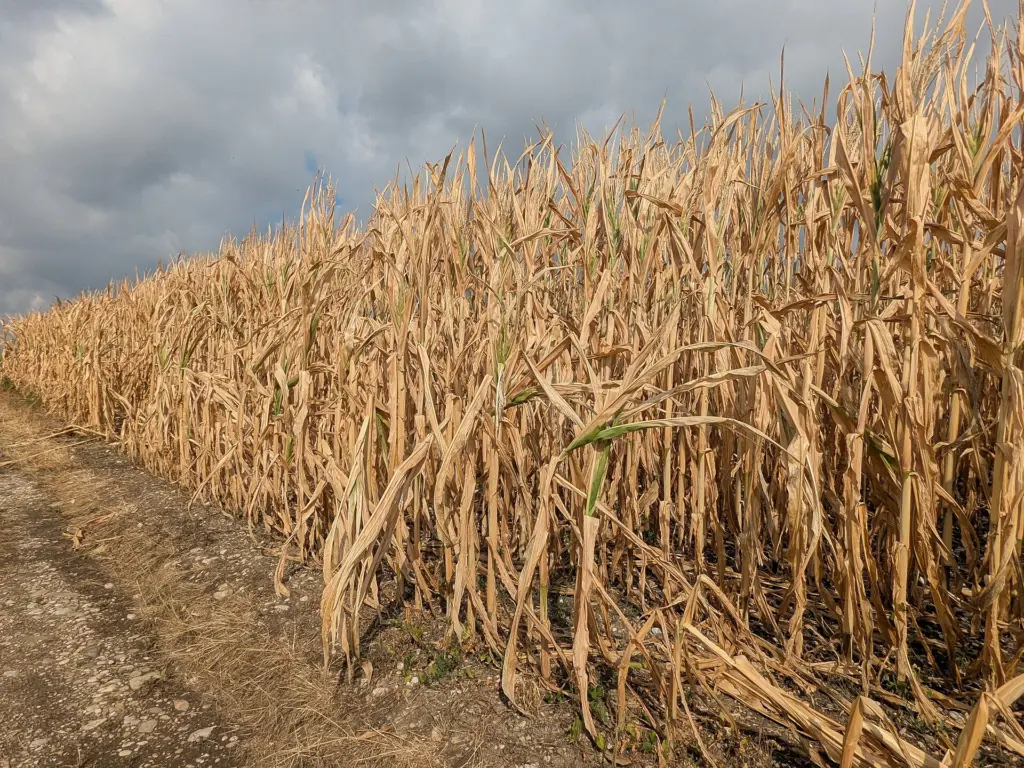 Dürre trifft Landwirtschaft hart - Ernteausfälle in Österreich