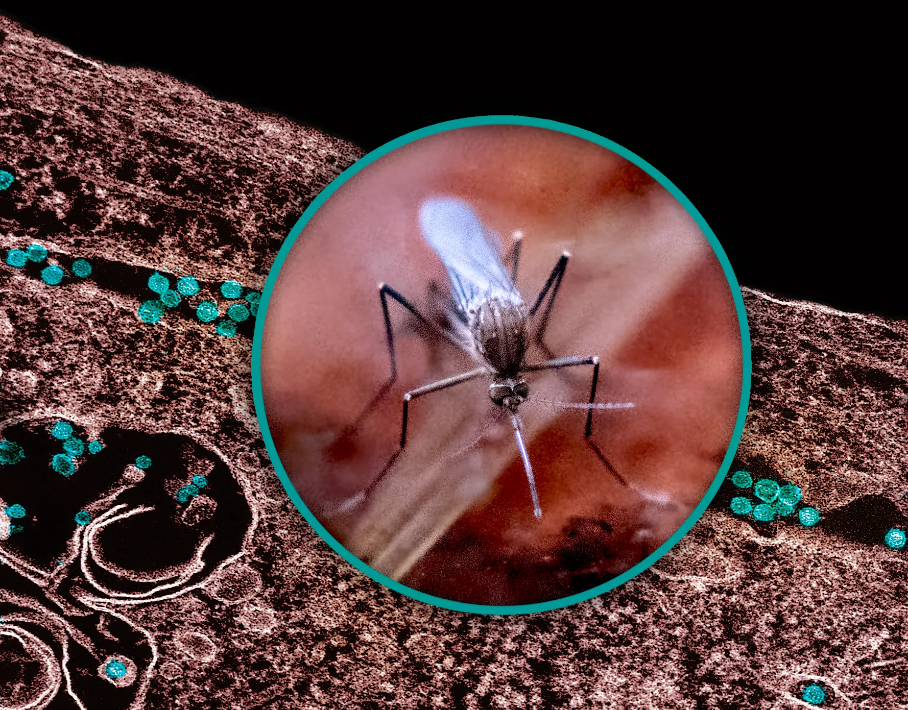 West-Nil-Virus breitet sich in Europa aus - Italien und Griechenland besonders betroffen