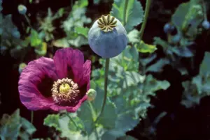 Schlafmohn