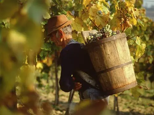 Etikettenschwindel: Ungarn unterliegt im Tokaj-Streit wieder vor EU-Gericht